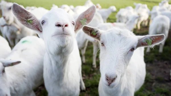 White Goats Green Meadow Farm Utrechtse Heuvelrug Woudenberg Dutch Province — Stock Photo, Image