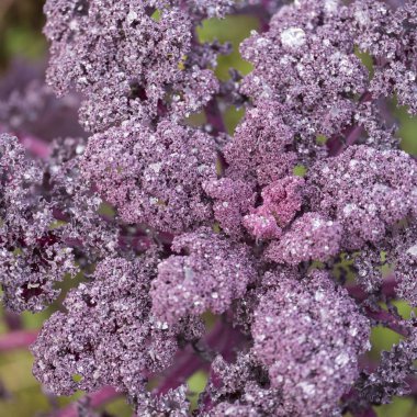 frost sebze bahçesinde ile mor brokoli closeup