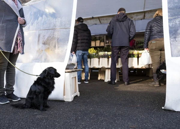 Naarden Vesting Nederland Januari 2019 Hond Wacht Buiten Bloem Kraam — Stockfoto