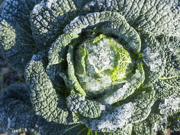 Closeup Green Cabbage Wintry Frost Garden — Stock Photo, Image