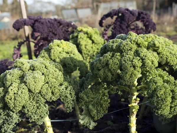 Superfood Borrecole Vert Rouge Chou Frisé Dans Potager — Photo