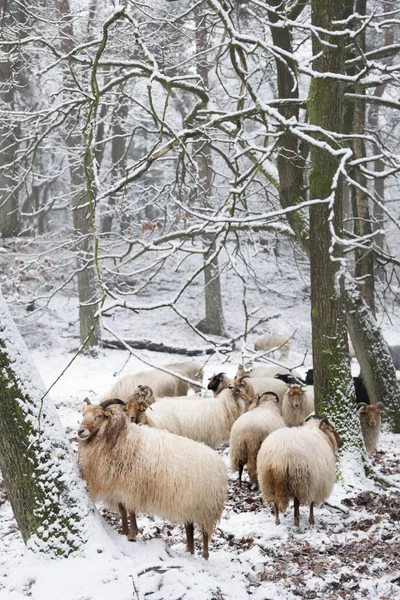 Troupeau Moutons Dans Neige Entre Les Arbres Forêt Hiver Près — Photo