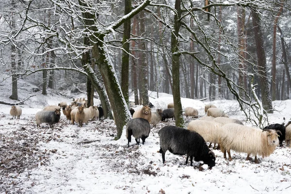 Troupeau Moutons Dans Neige Entre Les Arbres Forêt Hiver Près — Photo
