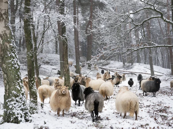 Flock Sheep Snow Trees Winter Forest Utrecht Zeist Netherlands — Stock Photo, Image