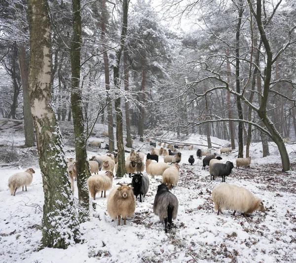 Troupeau Moutons Dans Neige Entre Les Arbres Forêt Hiver Près — Photo