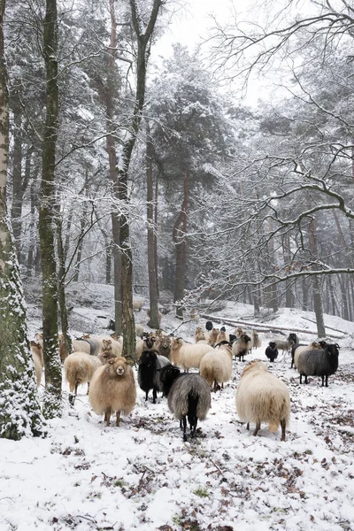 Kudde Schapen Sneeuw Tussen Bomen Van Winter Bos Buurt Van — Stockfoto