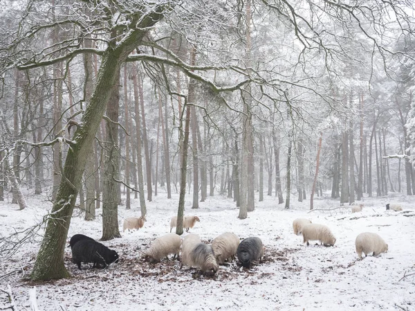 Стадо Овець Снігу Між Деревами Зимового Лісу Поблизу Уторення Ревності — стокове фото