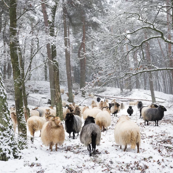 Stado Owiec Śniegu Między Drzewa Zima Las Pobliżu Utrecht Zeist — Zdjęcie stockowe