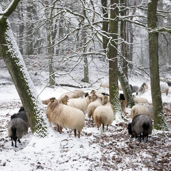 Stado Owiec Śniegu Między Drzewa Zima Las Pobliżu Utrecht Zeist — Zdjęcie stockowe