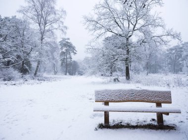 Kış ormandaki boş kar kaplı ahşap Bank