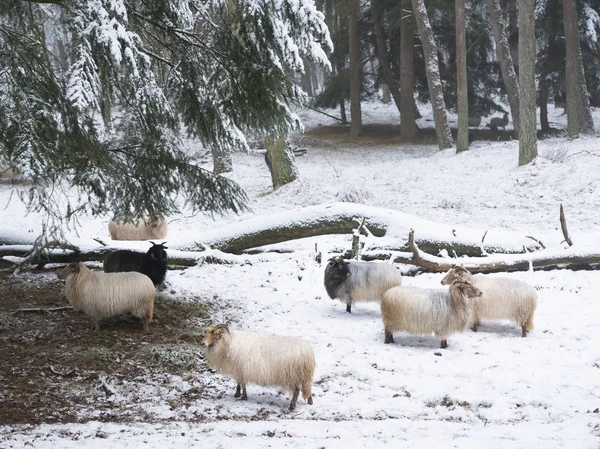 Troupeau Moutons Dans Neige Entre Les Arbres Forêt Hiver Près — Photo