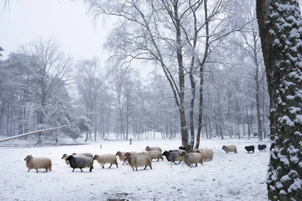 Stado Owiec Rogate Lesie Zimą Śnieg Pobliżu Utrecht Holandii — Zdjęcie stockowe