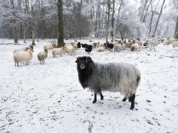 オランダのユトレヒト付近の雪で冬の森で角を持つ羊の群れ — ストック写真