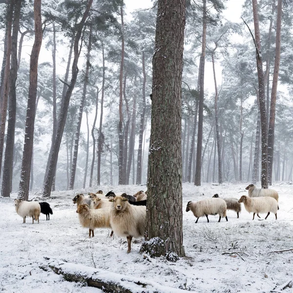 Flock Horned Sheep Winter Forest Snow Utrecht Netherlands — Stock Photo, Image