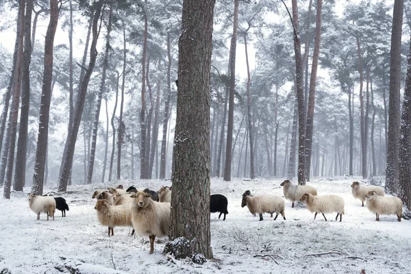 Rebaño Ovejas Con Cuernos Bosque Invierno Con Nieve Cerca Utrecht — Foto de Stock