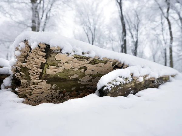 bracket fungus in winter on trunk of beech tree covered in snow