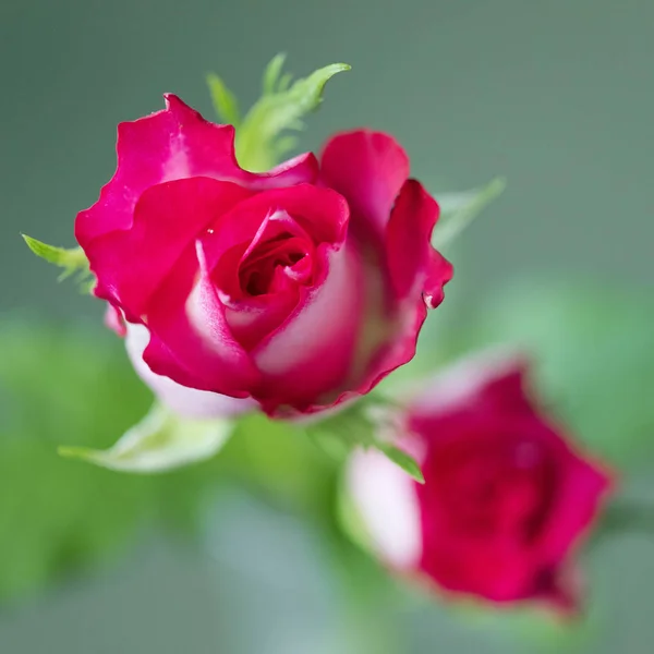 Closeup Small Red Magenta Roses — Stock Photo, Image