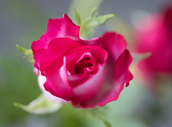 Closeup Small Red Magenta Roses — Stock Photo, Image