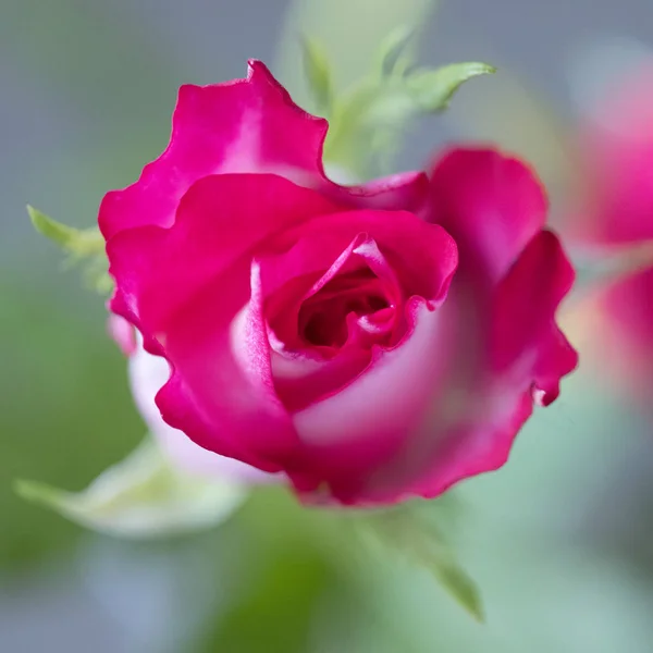 Closeup Small Red Magenta Roses — Stock Photo, Image