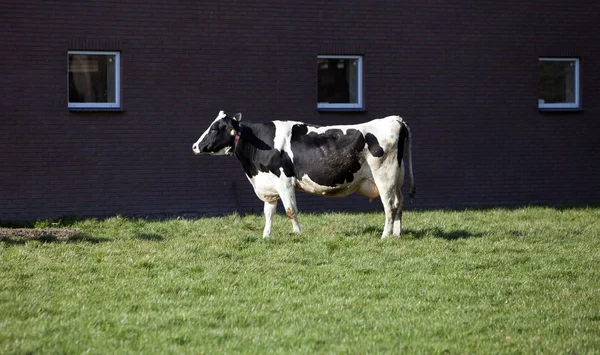 Vacca Bianca Nera Nel Prato Olandese Nelle Terre Basse Vicino — Foto Stock