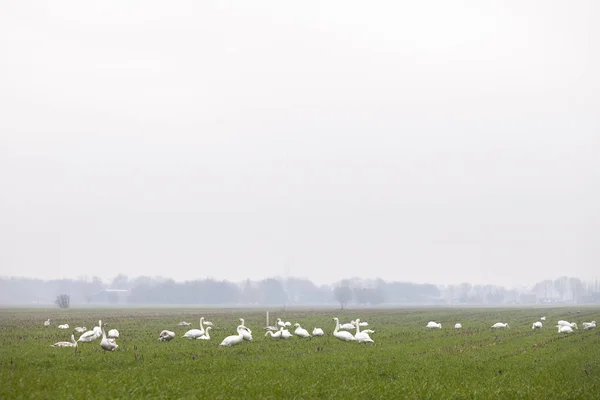 H のユトレヒトに近いオランダの草原で曇りの日に白鳥の群れ — ストック写真