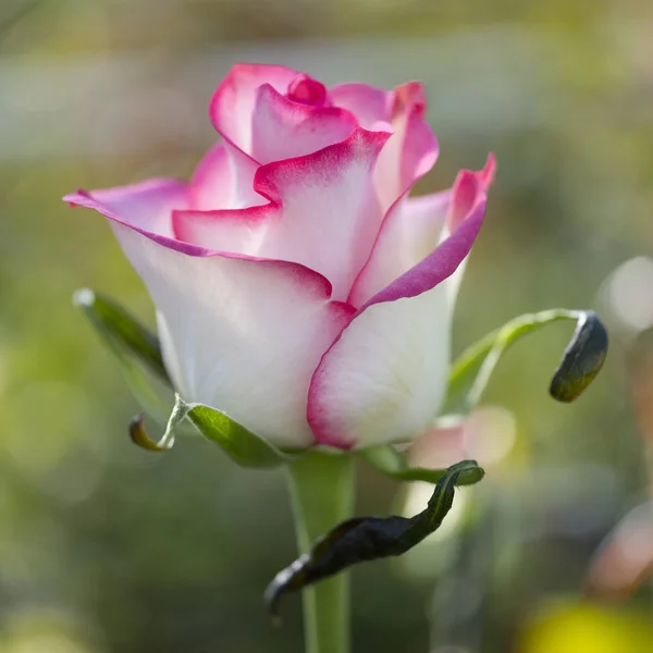 Pink and white roses in dutch greenhouse in holland — Stock Photo, Image