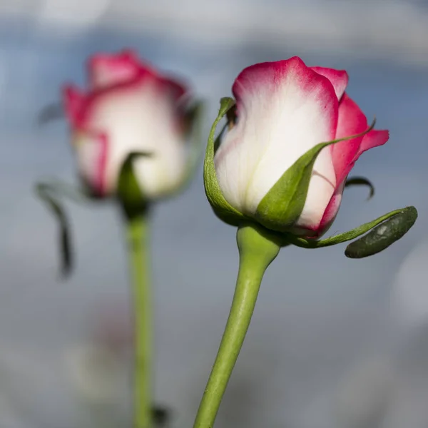 Pink and white roses in dutch greenhouse in holland — Stock Photo, Image