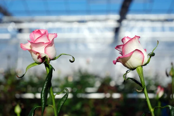 Roses roses et blanches en serre hollandaise en Holland — Photo
