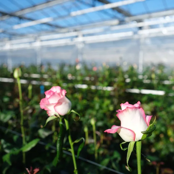 Rosas rosadas y blancas en invernadero holandés en Holanda — Foto de Stock