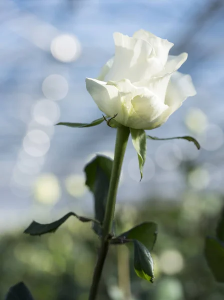 White roses in glass greenhouse under blue sky in holland — Stock Photo, Image