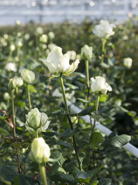 Roses blanches dans une serre en verre sous le ciel bleu en Holland — Photo