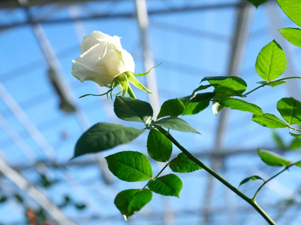 White roses in glass greenhouse under blue sky in holland — Stock Photo, Image