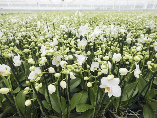 Serre hollandaise pleine d'orchidées blanches aux Pays-Bas près de z — Photo