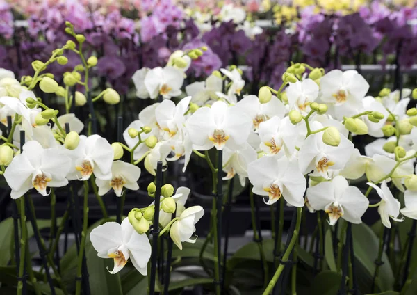 Serra olandese piena di orchidee bianche nei Paesi Bassi vicino a z — Foto Stock