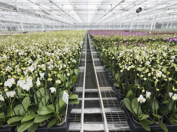 Orchidées colorées en serre hollandaise — Photo
