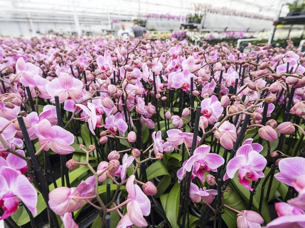 Orchidee colorate in serra olandese — Foto Stock
