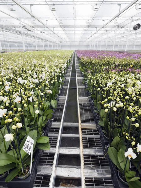 荷兰温室里五颜六色的兰花 — 图库照片