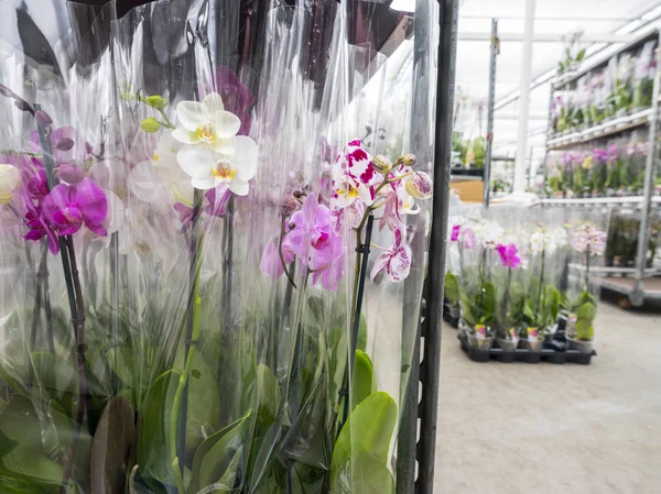 Orchidee rosa e bianche in plastica in attesa di trasporto — Foto Stock