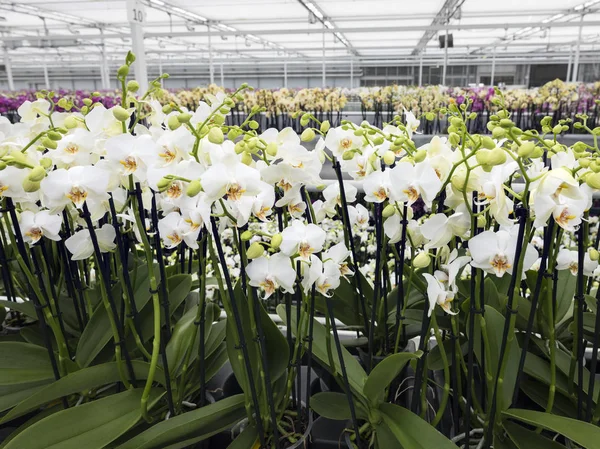 Muchas orquídeas blancas en invernadero holandés grande —  Fotos de Stock