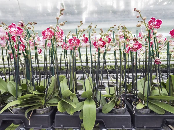 Molte orchidee rosa e bianche in grande serra olandese — Foto Stock