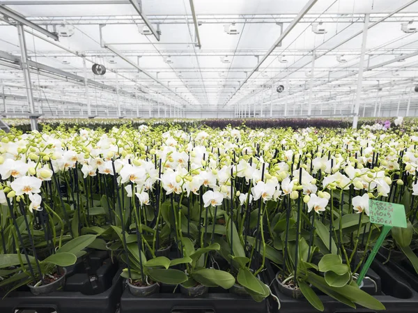 Molte orchidee bianche in grande serra olandese — Foto Stock