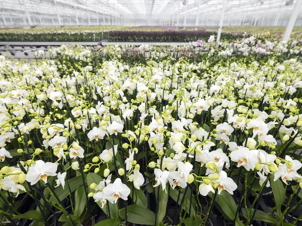 Many white orchids in large dutch greenhouse — Stock Photo, Image