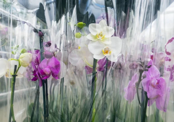 Orchidee rosa e bianche in plastica in attesa di trasporto — Foto Stock