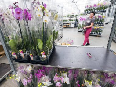 Hollandalı sera orkide tam Lehçe işçi