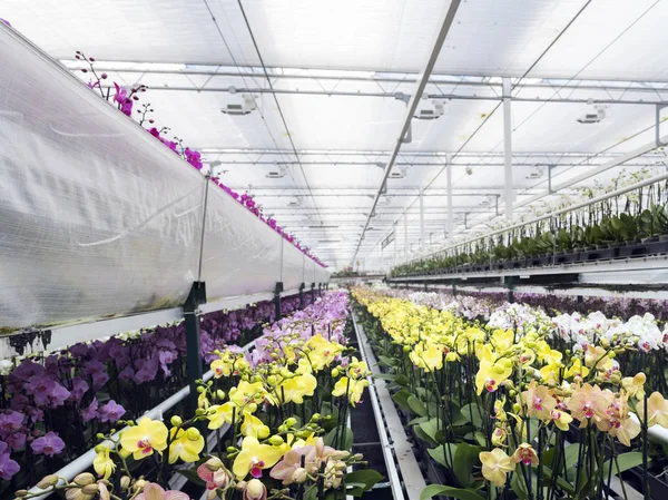Molte orchidee colorate in serra olandese — Foto Stock