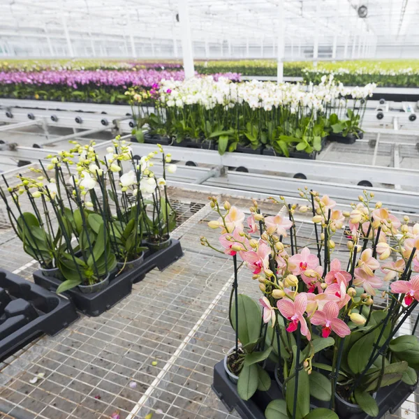 Muchas orquídeas coloridas en invernadero holandés —  Fotos de Stock