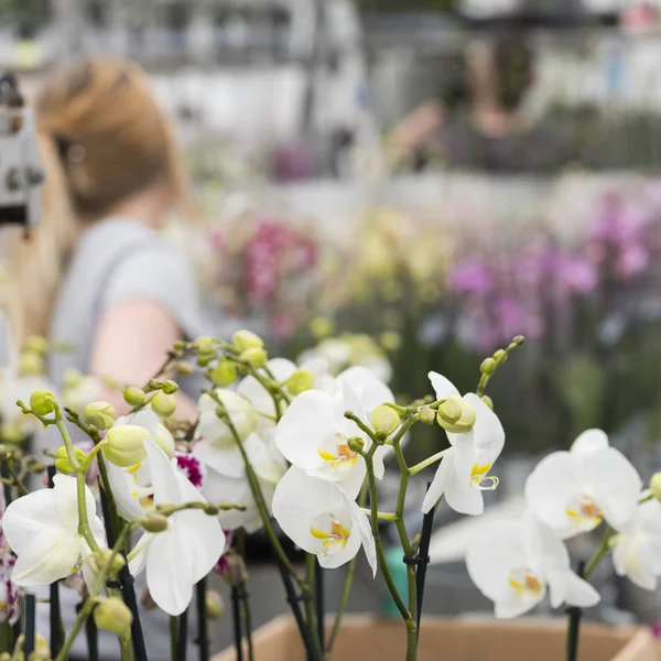 Femme travaille avec des orchidées en serre — Photo
