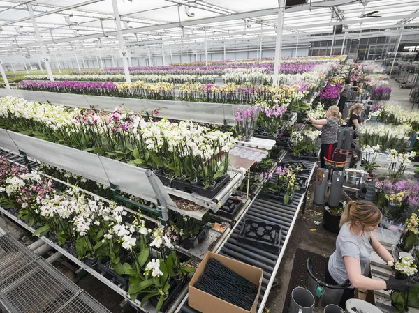 Travailleurs polonais dans une serre hollandaise pleine d'orchidées — Photo