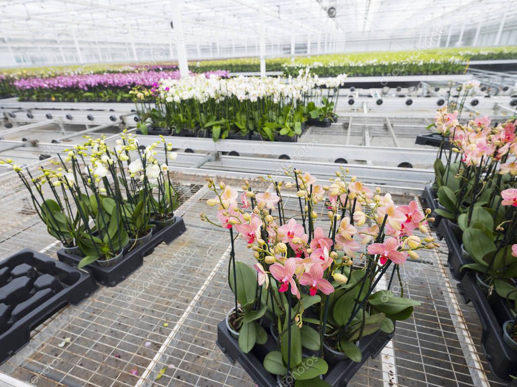 many colorful orchids in dutch greenhouse
