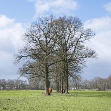 woudenberg ili yakınındaki büyük ağaçların altında üç kahverengi at